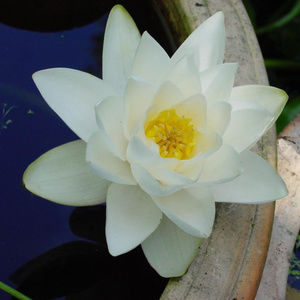 Meet your Posher, Tanya